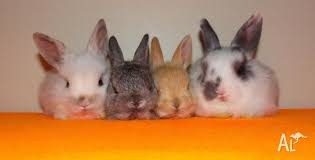 Handled by our children all the time! Mini Lop X Netherland Dwarf Baby Bunny Rabbits For Sale In Clayton Victoria Classified Australialisted Com