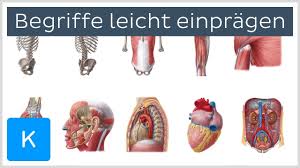 Jede verwertung außerhalb der engen grenzen des urheberrechtsgesetzes ist Wie Man Sich Anatomische Begriffe Leicht Einpragt Anatomie Des Menschen Kenhub Youtube