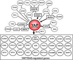 Amin yap is on facebook. Yes Associated Protein Yap In Pancreatic Cancer At The Epicenter Of A Targetable Signaling Network Associated With Patient Survival Signal Transduction And Targeted Therapy