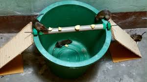A rat will take a while to chew through it, while a thinner box might not contain it for long. The Rolling Log Mouse Trap In Action Bucket Mouse Trap Using Pvc Pipe Stupid Mouse Trap Youtube