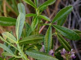 Image result for Landolphia lanceolata