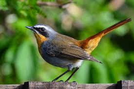 Minden műsorvezető munka mellett, a szabadidejében tesz hozzá valamit a rádió műsoraihoz, ami így napi 24 órában szórakoztatja a hallgatókat. Akadalyozzak Alkalmazhato Tabornok Google Kossuth Radio Hany Herzen Van Littleredhensbackyard Com