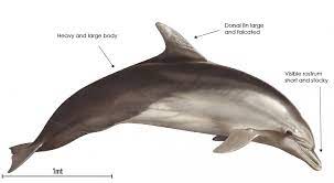 Information and quality pictures of various species of whales and dolphins. Bottlenose Dolphin Ionian Dolphin Project