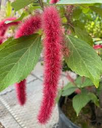 Image result for Acalypha hispida