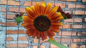 Bunga matahari adalah bunga yang cantik. Bunga Matahari Sunflower Red Velvet Youtube