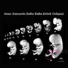 gebelikte hafta hafta bebegin boyu ve kilosunu hesaplama gebe com