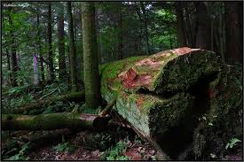 Whether the food is baked, fried, sautéed, bo. Cook Forest State Park Visit Pa Great Outdoors