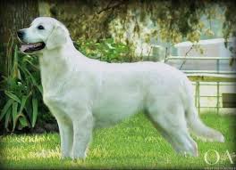 They are known for producing healthy and happy puppies from champion bloodlines. Pin On Cat Dog