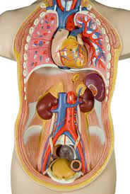 Organe Im Bauch Bauch De