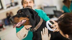 Get registered, create a page for your pet and get searchable today. The Complete Guide To Microchipping Dogs Direct Line