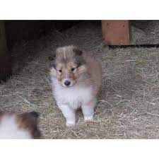 Pin On Fur And Feathers