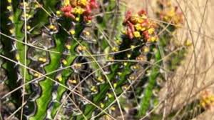 Image result for Euphorbia ramulosa