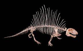 At 15 metres long and seven tonnes, it was the biggest dinosaur predator on record, larger even than tyrannosaurus rex. Dimetrodon Wikipedia