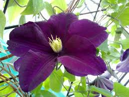 Check spelling or type a new query. Clematis Warsaw Nike Taylors Clematis