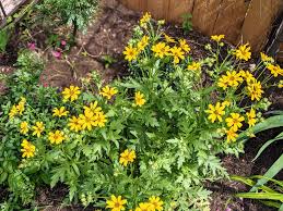 Image result for Tessmannia