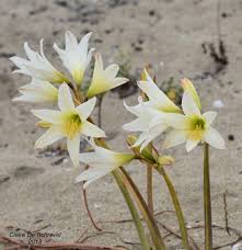 Image result for Anadelphia