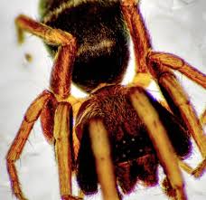 Image result for Micrargeria