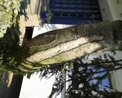 So sieht ein haus in einem baum aus! Gefahr Furs Haus Baumkunde Forum