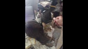 Even le chien sait s’incliner devant les rois minou