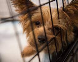 The pet store industry is very large, in fact, in america, pet owners spend over $50 billion on their pets! Hsus Survey Shows Pet Stores Do Brisk Business Selling Puppy Mill Dogs During Pandemic A Humane World