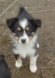 Black And White Australian Shepherd Puppy For Sale Puppies For Sale 6 Cute Animals Cute Animal Photos Puppies