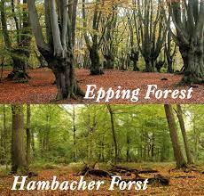 With its convenient location in woodford green, the epping forest hotel offers a comfortable place to stay and a warm welcome. Epping Forest Hambacher Forst William Morris Texte