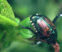 Especially good choices include caraway, cosmos bipinnatus, fennel, spearmint, golden rod and marigold (tagetes tenuifolia). How To Control Japanese Beetles In Your Lawn And Garden