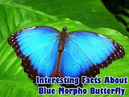 The blue morpho is the common name for two species of morpho butterflies (m. Top 21 Facts About Blue Morpho Butterfly Biology Explorer