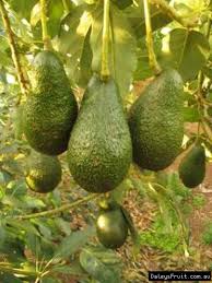 What are the best landscaping trees in tn? Avocado Tree Persea Americana Hass Sheppard Fuete Reed