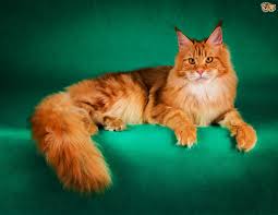 The maine coon is a large domesticated cat breed. Maine Coon Cat Breed Facts Highlights Buying Advice Pets4homes