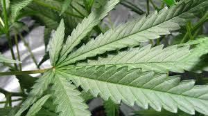 Use our international restaurant locator to eat papa john's pizza all over the world. Where Are You Allowed To Smoke Legal Marijuana In Illinois Belleville News Democrat