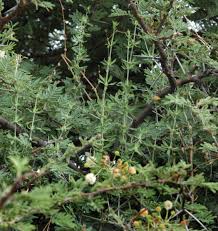 Image result for Pollichia campestris