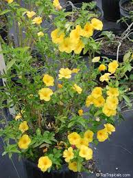 Image result for Reinwardtia indica