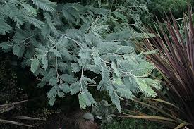 Image result for Acacia dealbata