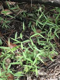 Image result for Dichapetalum edule