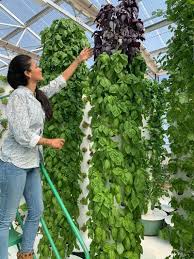 Crop Yield of a Tower Farm | Aeroponic Farm Crop Yields