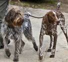 Three Devils German Wirehairs