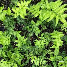 Image result for Coniogramme