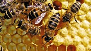 Free Download Bee Background Id 460910 Full Hd For Desktop Please complete the required fields. bee background id 460910 full hd