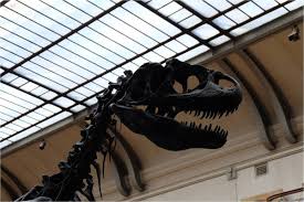 La Galerie De Paleontologie Au Jardin Des Plantes Plante Jardin Galerie Et Jardins