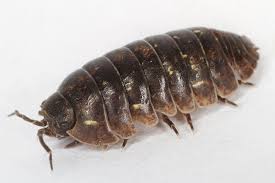 15 Fascinating Facts About Pill Bugs Pill Bug Woodlouse Woodlice