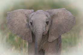 Baby Elephant Ears This Elephant Was Only 3 Months Old Af Flickr