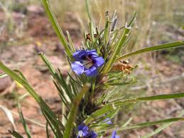 Image result for Aptosimum lineare