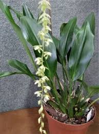 Image result for Angraecum moandense