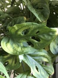 Ask A Question Forum Yellow Leaves Monstera Obliqua Garden Org