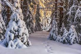 Зимний лес фото