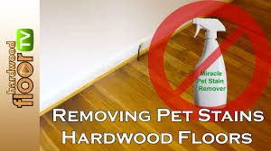 Timing is important in dealing with any critical situation. Remove Pet Urine Stains From Hardwood Floors Youtube