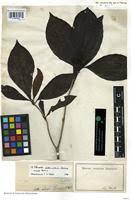 Image result for Psychotria peduncularis