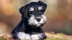 Miniature Schnauzer - Wikipedia