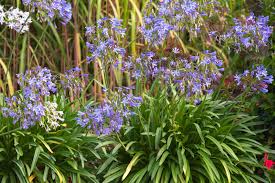 Image result for Agapanthus campanulatus